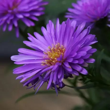 Aster Violet