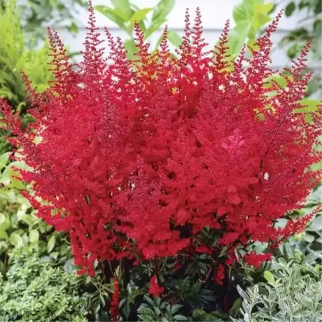 Astilbe Rosu
