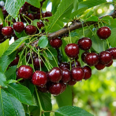 Pom fructifer - Visin Achat - Perioada Coacere Tarziu