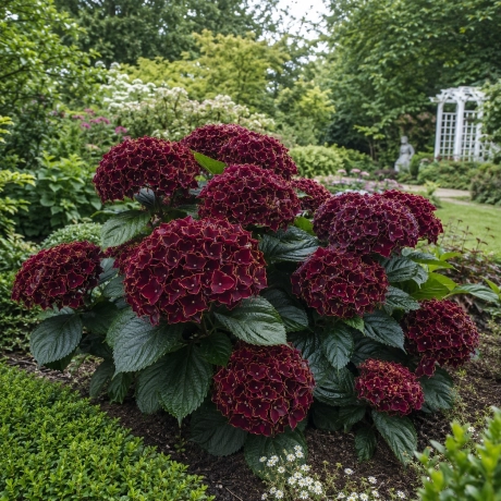 Hortensia Hydrangea Macrophylla - Golden Halo