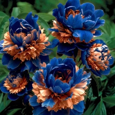 Rizom De Bujor - Blue Paradox