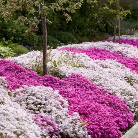 Brumărele - Phlox Mix