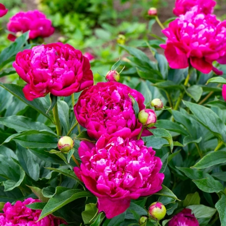 Rizomi de Bujori Pink