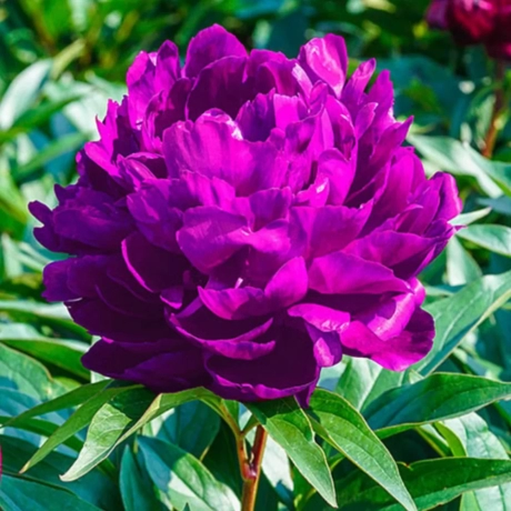 Rizomi de Bujor Purple