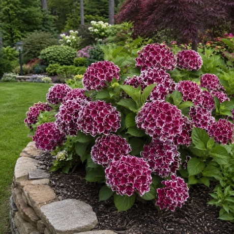 Hortensia Hydrangea Macrophylla - Royal Burgundy Lace