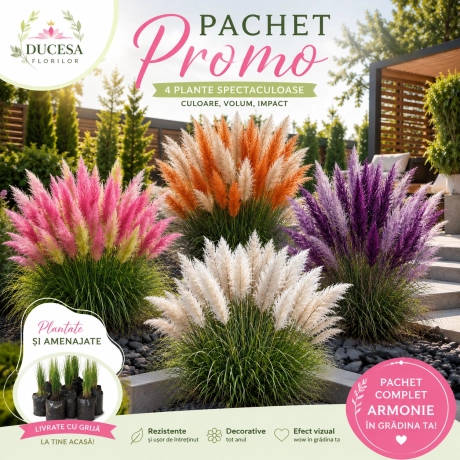Pachet PROMO Iarba De Pampas