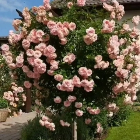 Trandafir Pomisor Roz Pal La Ghiveci