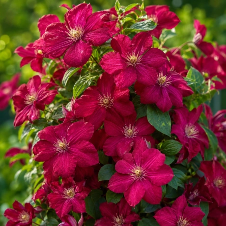 Clematis Niobe la Ghiveci