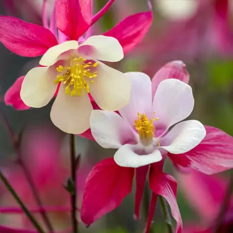 Caldaruse Aquilegia Caerulea Rose Queen