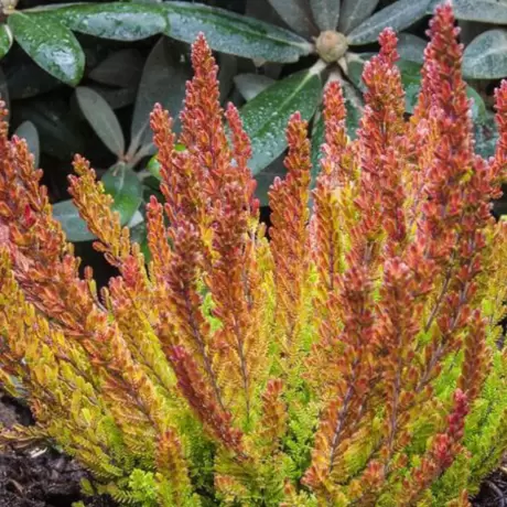 Calluna - Vulgaris Orange la Ghiveci
