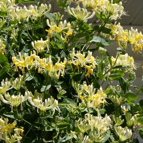 Caprifoi Mâna Maicii Domnului Japonez Aureoreticulata la Ghiveci
