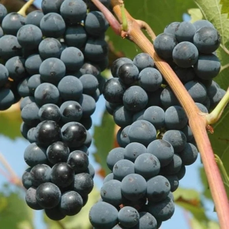 Vita de Vie Capsunica Neagra La Ghiveci