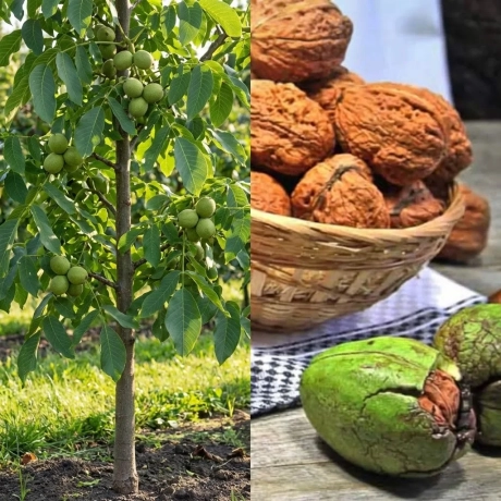 Pom fructifer - Nuc Tulare Columnar