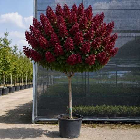 Hortensia Copacel - Velvet