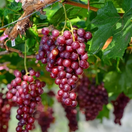 Vita de vie Kalina Red la Ghiveci
