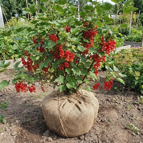 Arbust Fructifer - Coacaz Rosu Tufa - Cu Radacina Impachetata
