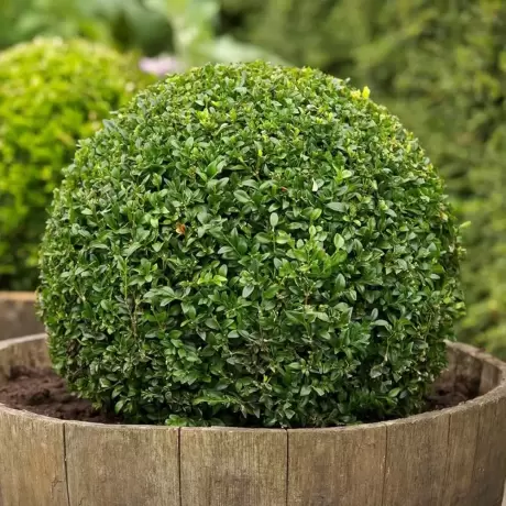 Cimisir Buxus