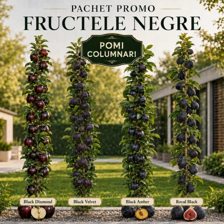 Pachet Promo 4 Pomi Fructiferi Columnari - Fructele Negre