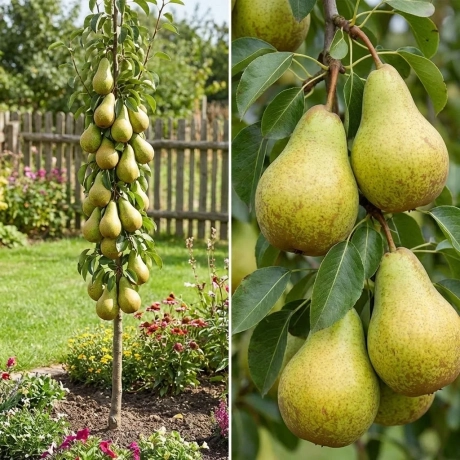 Pom Fructifer - Par columnar Concorde - Anul 5 cu Radacina Nuda