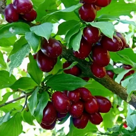 Arbust Fructifer - Corn la Ghiveci