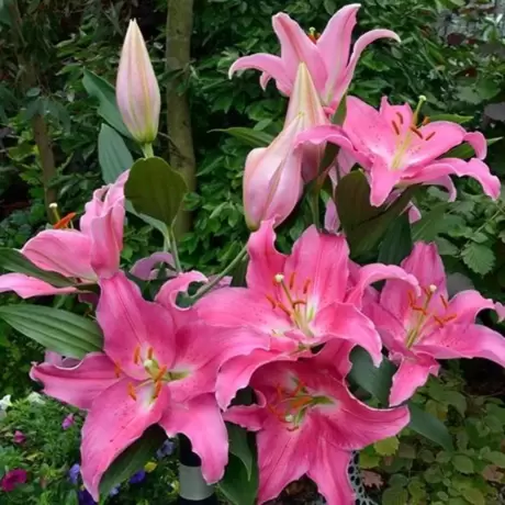 Bulbi de Crini Bastogne