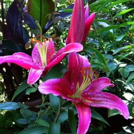 Bulbi de Crini Bernini