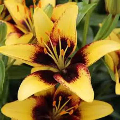 Bulbi de Crin Bumblebee