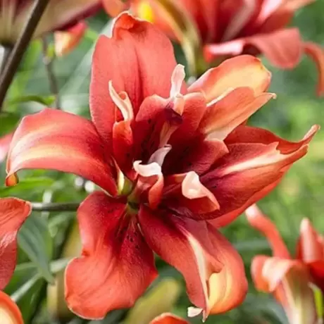 Bulbi de Crin Cocktail Twins