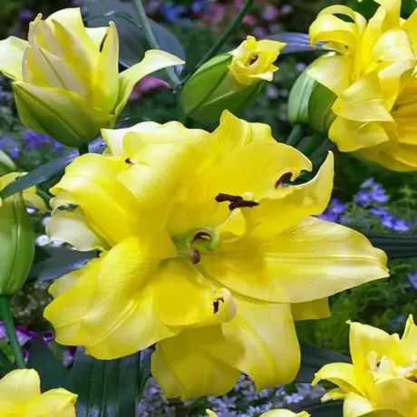 Bulbi de Crin Exotic Sun