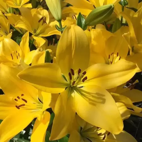 Bulbi de Crin Golden Tycoon