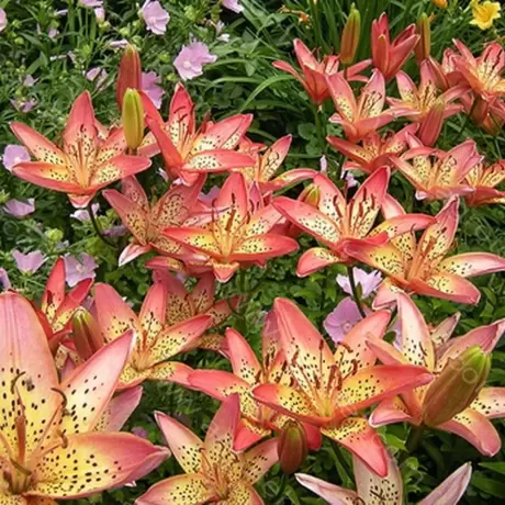 Bulbi de Crini Italia