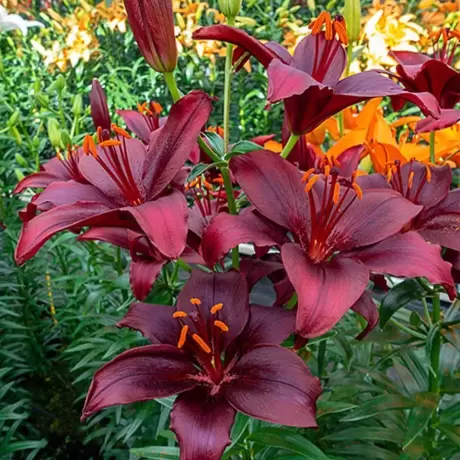 Bulbi de Crin Mapira