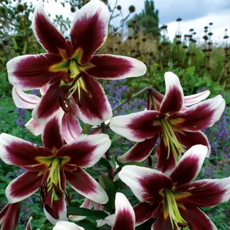 Bulbi de Crini Miss Lily