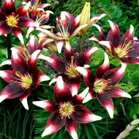 Bulbi de Crini Nettys pride