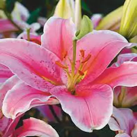 Bulbi de Crini Pink Mystery