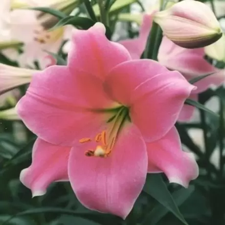 Bulbi de Crini Prince Promise