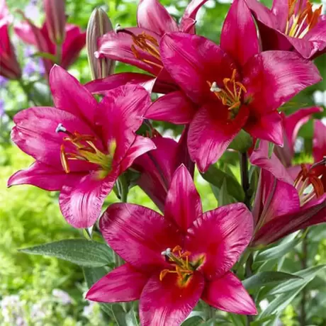 Bulbi de Crin Purple Prince