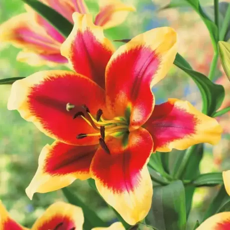 Bulbi de Crini Red Dutch