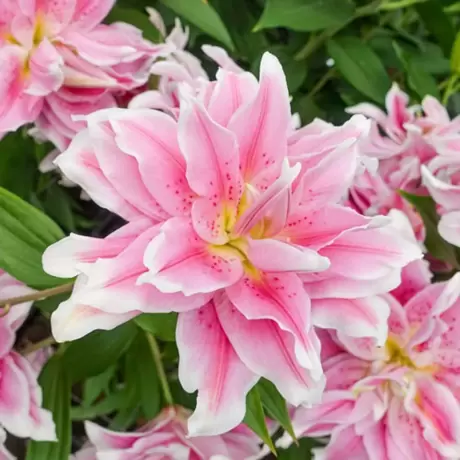 Bulbi de Crini Sweet Rosy