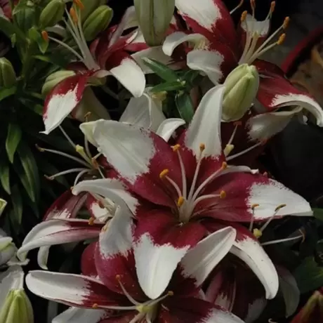 Bulbi de Crini Tiny Padhye