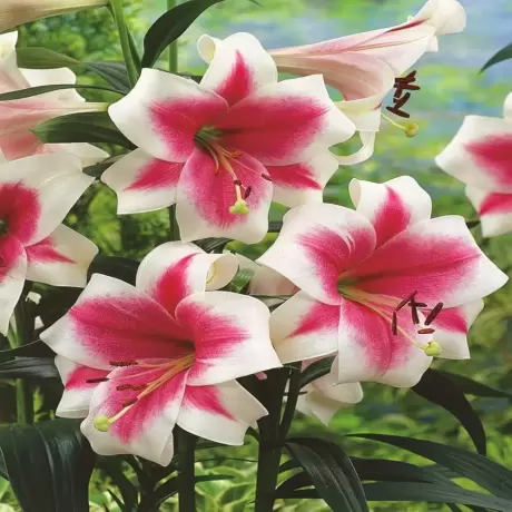 Bulbi de Crin Triumphator