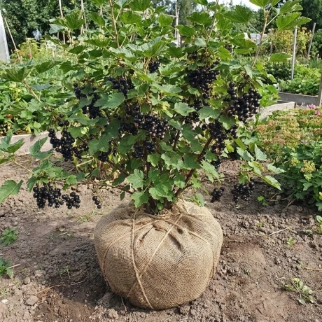 Arbust Fructifer - Coacaz Negru Tufa - Cu Radacina Impachetata