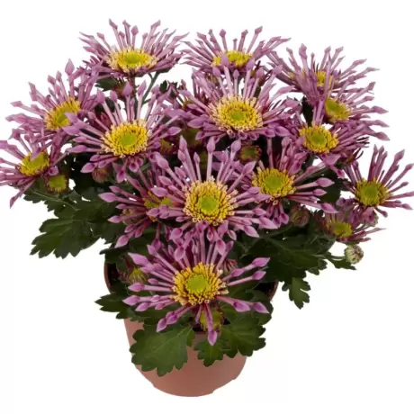 Crizanteme timpurii Splash - Purple la Ghiveci