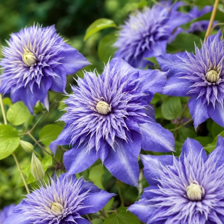 Clematis Crystal Fountain la Ghiveci