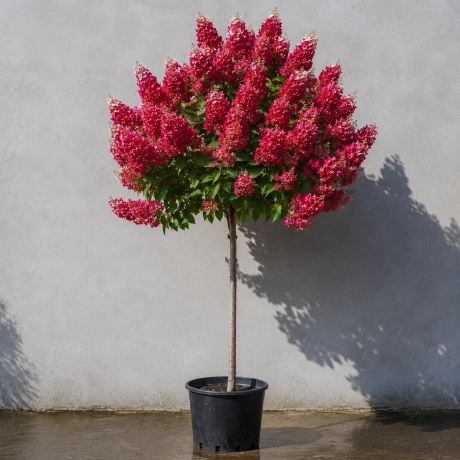 Hortensie De Gradina King-s Red Copac la Ghiveci