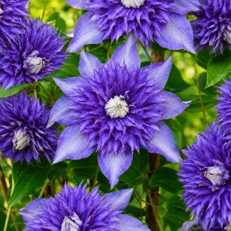 Clematis Multi Blue la Ghiveci