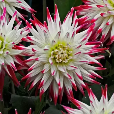 Rizomi de Dalie Dutch Explosion