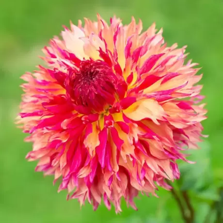 Rizomi de Dalie Myrtles Folly