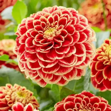 Rizomi de Dalie Red Charm