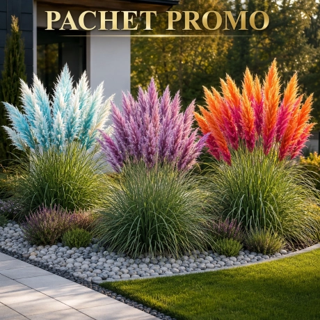 Pachet PROMO Iarba De Pampas - 3 Bucati